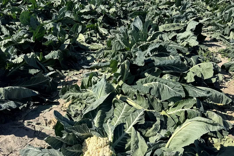 Campos de Coliflor Gigante en Cuevas del Almanzora
