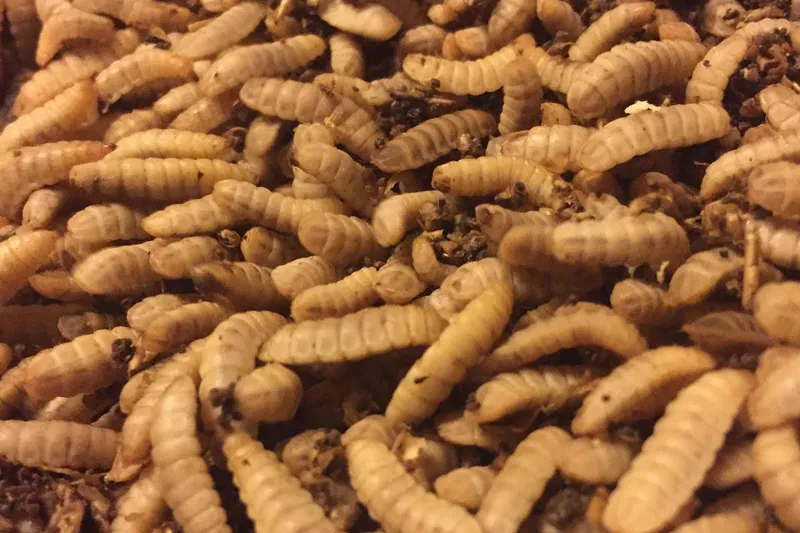 CircularCrop en Huércal-Overa