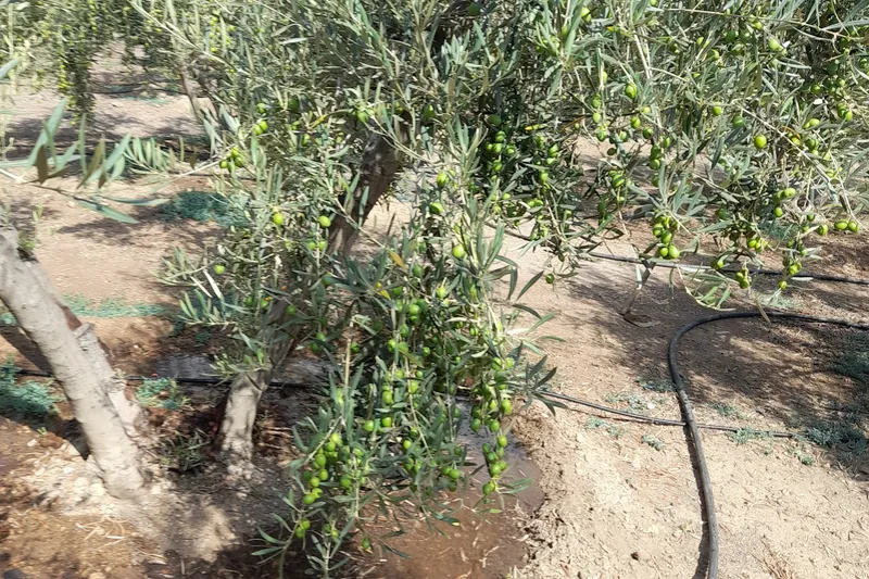 Finca Cocon en Pulpí