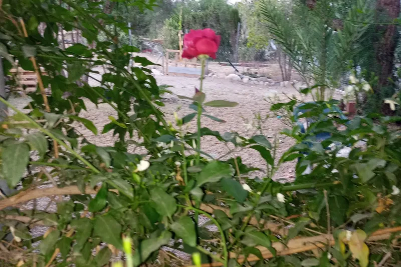 La casa de La Fefa en Huércal-Overa