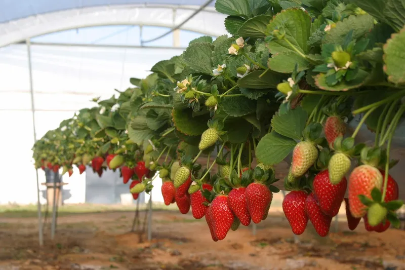 New Growing System S.L. en Pulpí