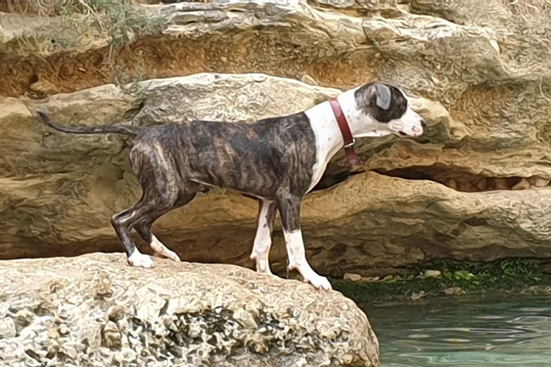 Sleepy Hollow Dog Resort en Huércal-Overa